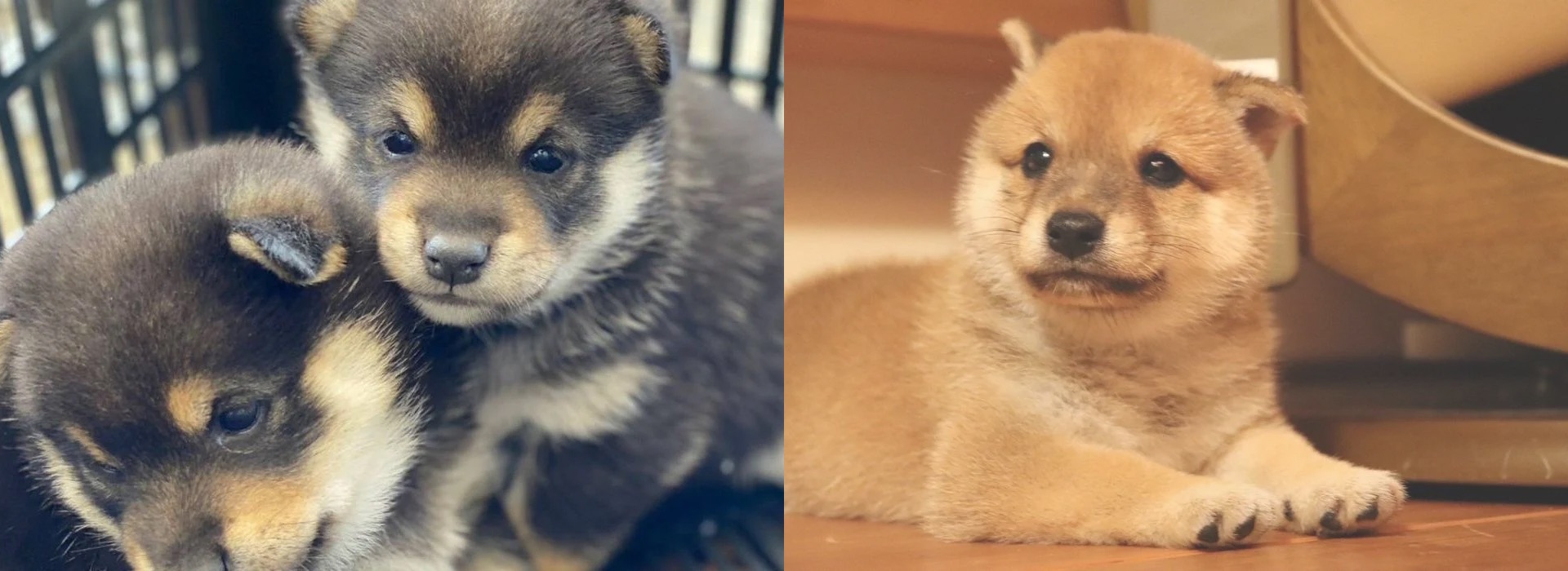 小さくて、賢くて、かわいい
家族になる豆柴たち