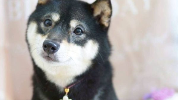 【黒毛の女の子ちゃん】新しいご家族さまを募集中！