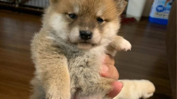 【白毛の女の子ちゃん】新しいご家族さまを募集中！