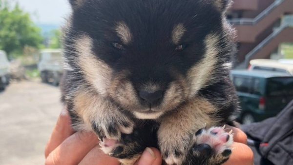 【黒毛の男の子ちゃん】新しいご家族さまを募集中！